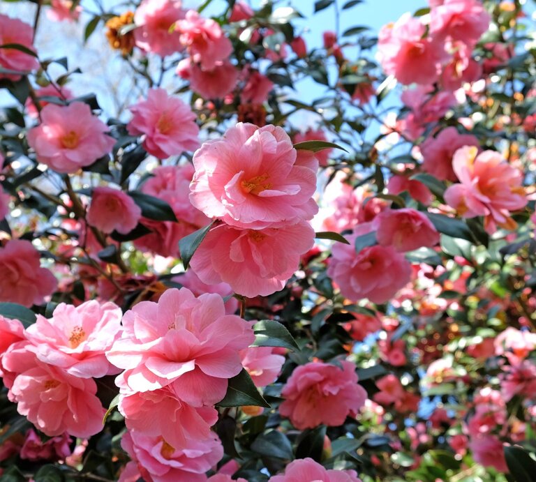 Üppig blühende Kamelien mit zarten rosa Blüten vor dunkelgrünem Laub und einem strahlend blauen Himmel. | © Shutterstock/Alex Manders