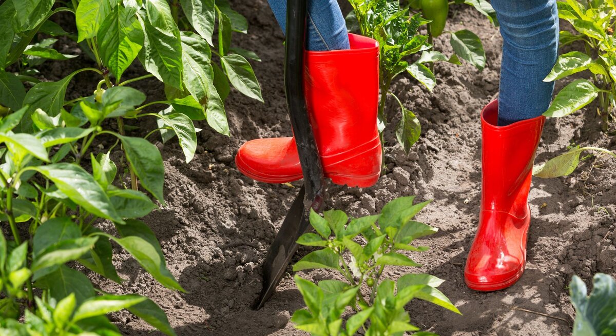 Rote Gummistiefel treten eine Schaufel in den lockeren Boden eines Gemüsebeets mit kräftigen Paprikapflanzen.