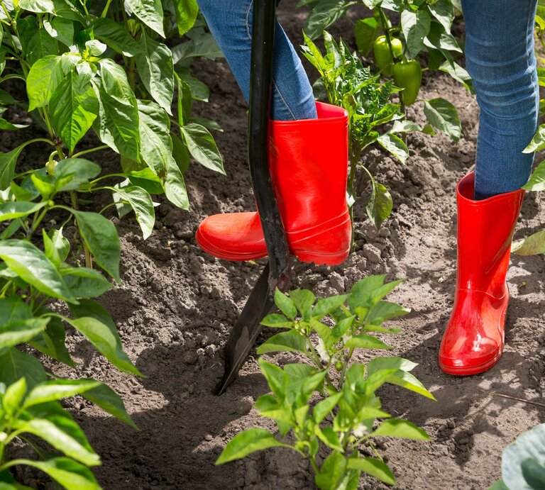 Rote Gummistiefel treten eine Schaufel in den lockeren Boden eines Gemüsebeets mit kräftigen Paprikapflanzen. | © Shutterstock/ kryzhov