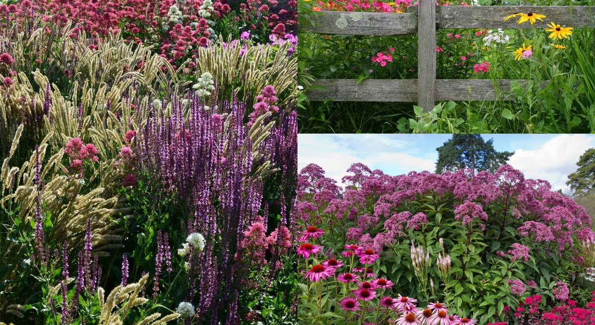 Üppige Blumenwiese mit violetten Salbeistauden, rosa Spornblumen und goldgelben Gräsern unter hellem Sonnenlicht.