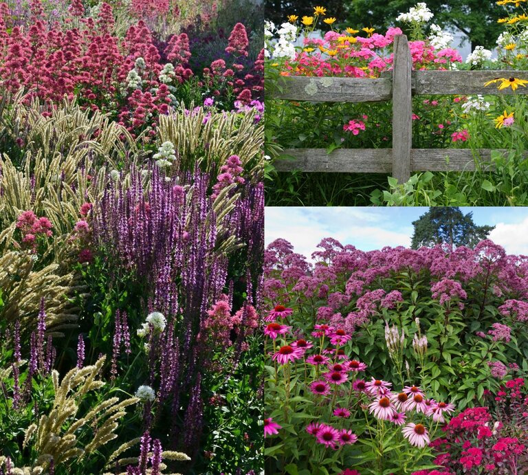 Üppige Blumenwiese mit violetten Salbeistauden, rosa Spornblumen und goldgelben Gräsern unter hellem Sonnenlicht. | © Shutterstock/Beekeepx/Canva/Collage: bildderfrau.de