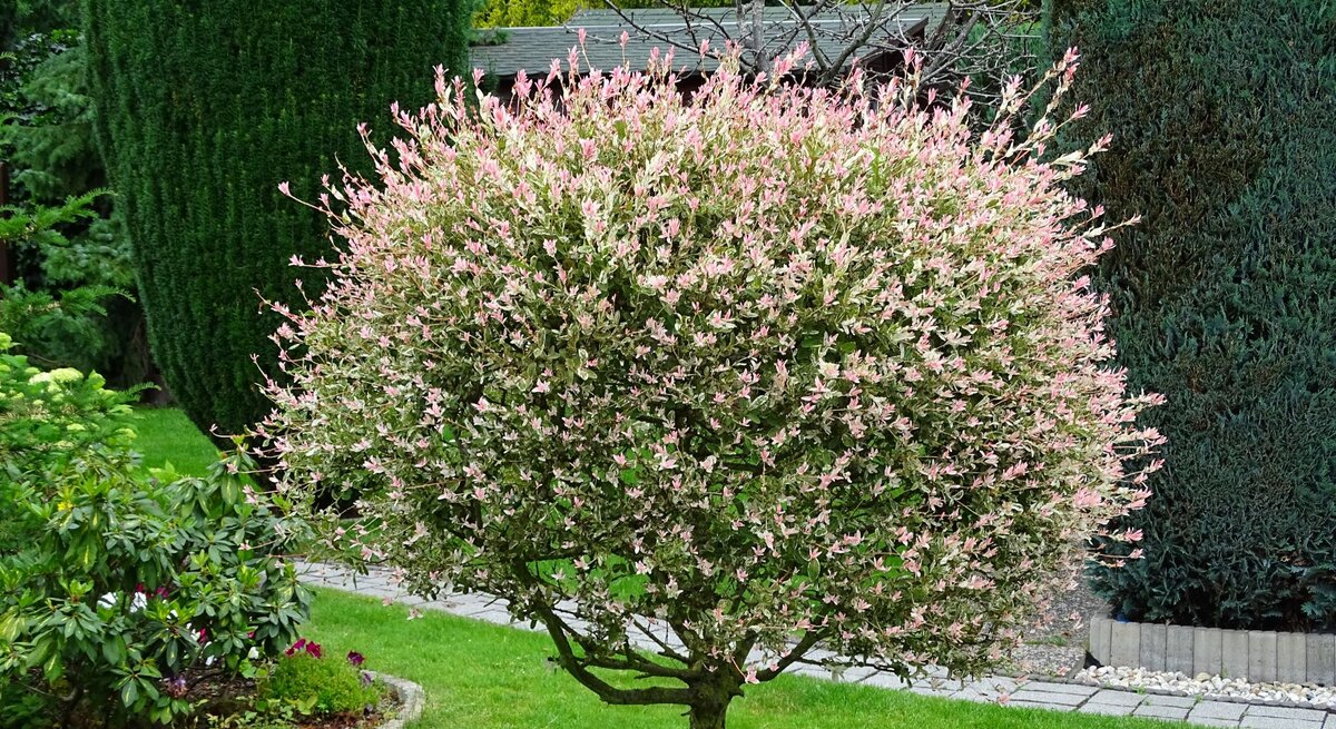 Ein kugelförmig geschnittener Harlekin-Weidenbaum mit rosa-weißem Laub steht auf einer grünen Wiese in einem gepflegten Garten.