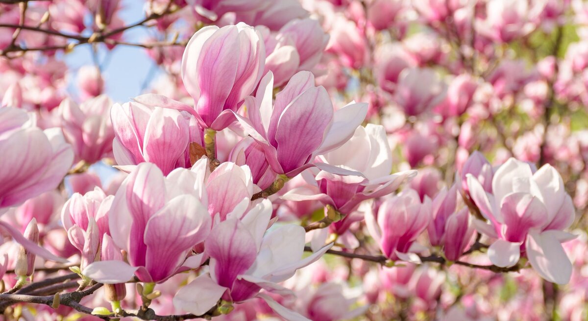 Zartrosa und weiße Magnolienblüten in voller Blüte vor blauem Himmel, sonnig beleuchtet und dicht an den Zweigen.