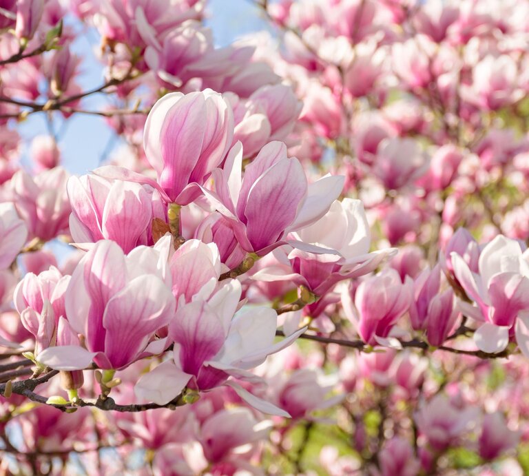 Zartrosa und weiße Magnolienblüten in voller Blüte vor blauem Himmel, sonnig beleuchtet und dicht an den Zweigen. | © AdobeStock/Pellinni