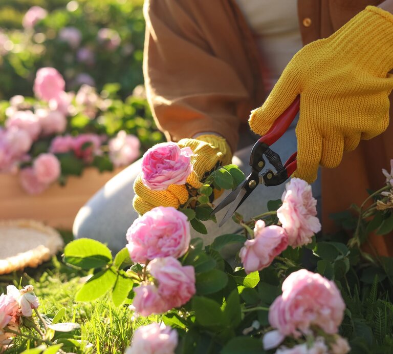 Jemand schneidet sich eine blühende Rose von einem Rosenstrauch ab. | © Shutterstock/New Africa