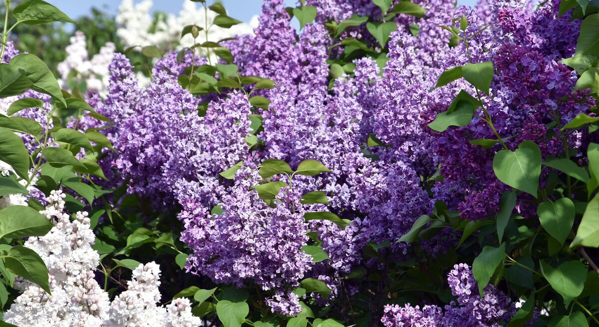 Üppige Fliederbüsche mit violetten und weißen Blüten vor klarem, blauem Himmel und grünem Laub im Sonnenschein.