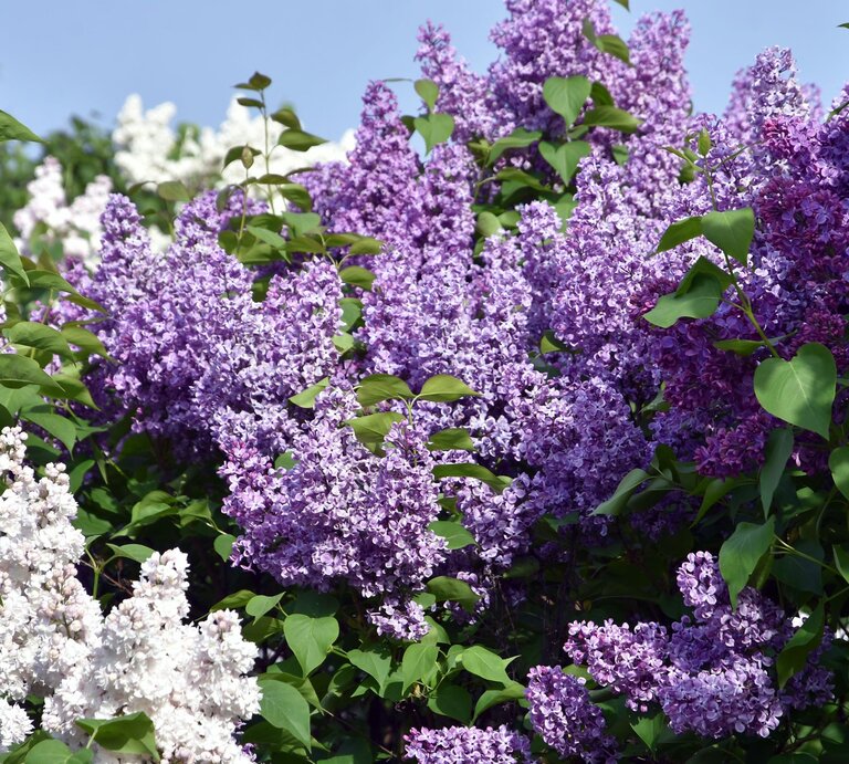 Üppige Fliederbüsche mit violetten und weißen Blüten vor klarem, blauem Himmel und grünem Laub im Sonnenschein. | © Shutterstock/Ekaterina Bykova