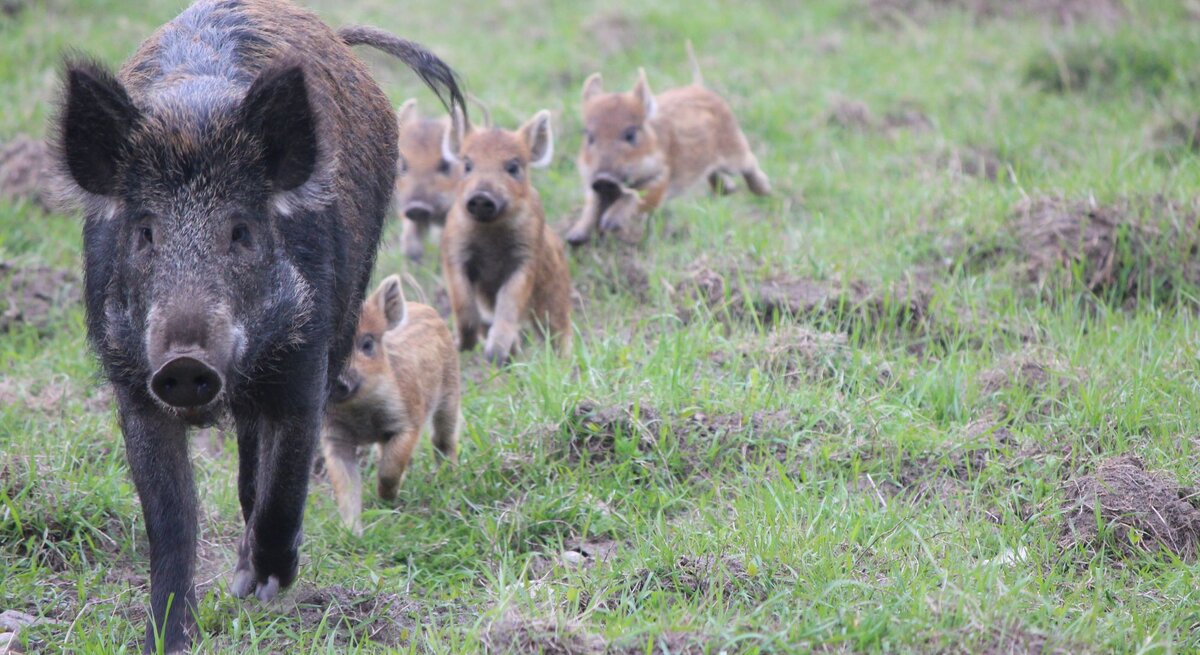 Ein Wildschwein mit dunklem Fell läuft aufmerksam über eine grüne Wiese, gefolgt von vier gestreiften Frischlingen.