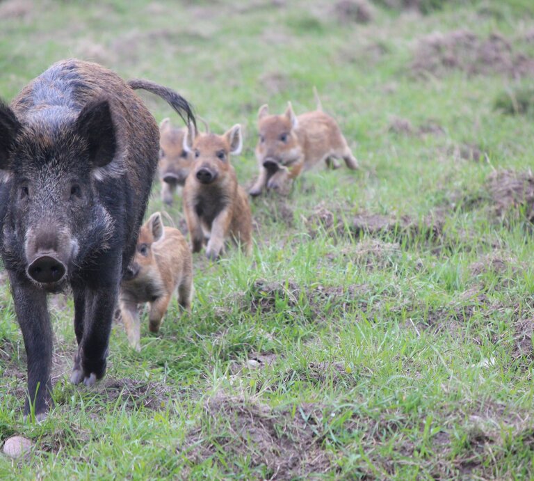 Ein Wildschwein mit dunklem Fell läuft aufmerksam über eine grüne Wiese, gefolgt von vier gestreiften Frischlingen. | © GettyImages/Johanna Gyllencreutz / 500px