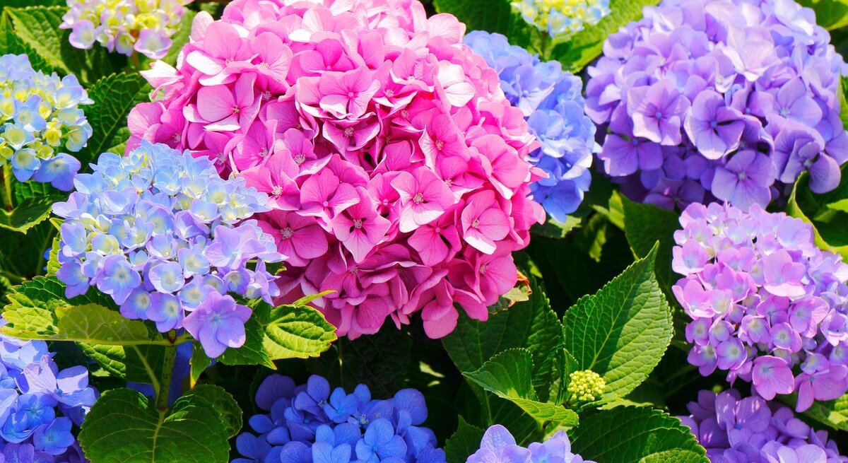 Bunte Hortensien in kräftigem Pink, Blau und Lila blühen dicht an dicht zwischen grünen Blättern im Sonnenschein.