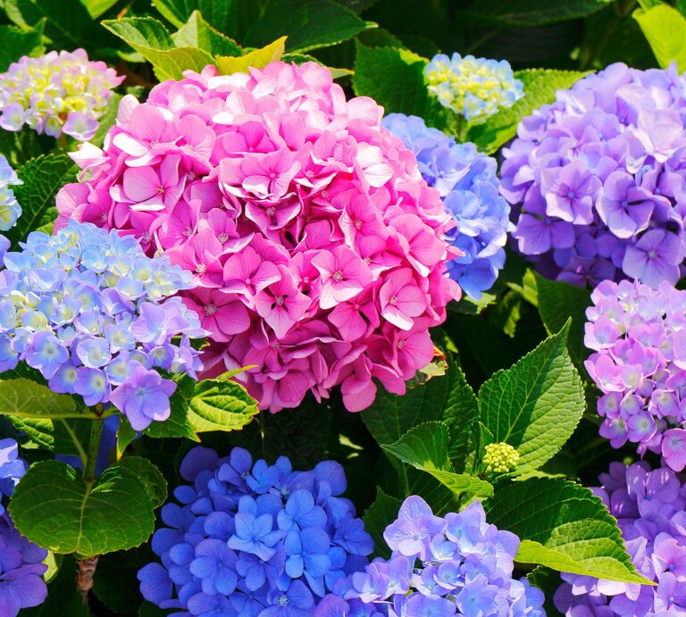 Bunte Hortensien in kräftigem Pink, Blau und Lila blühen dicht an dicht zwischen grünen Blättern im Sonnenschein. | © AdobeStock/Nishihama