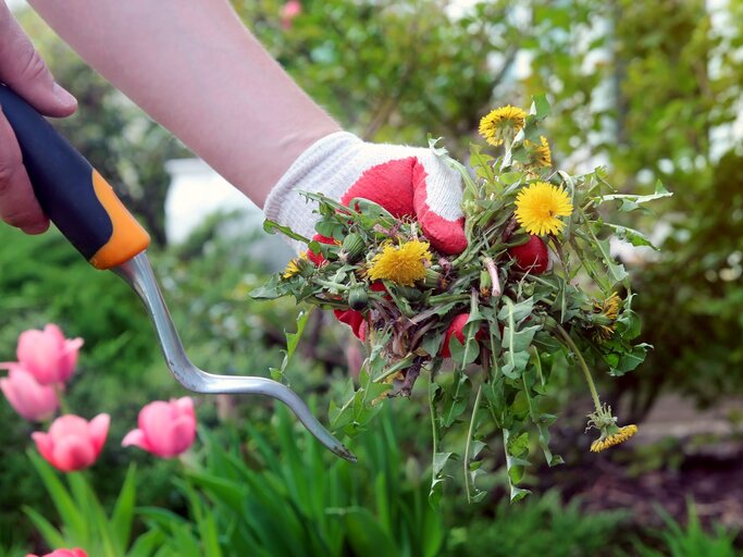Eine behandschuhte Hand hält frisch gezupftes Löwenzahn-Unkraut neben blühenden rosa Tulpen im grünen Garten. | © Shutterstock/Saklakova