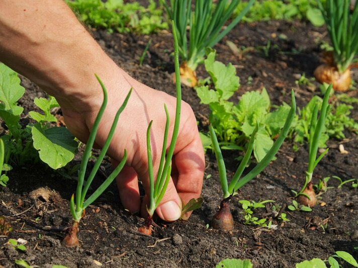 Hand, die Unkraut aus einem Gartenbeet zieht. In dem Beet wachsen verschiedene Pflanzen, darunter Zwiebeln.  | © Adobe Stock / LianeM