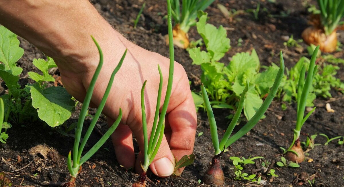 Hand, die Unkraut aus einem Gartenbeet zieht. In dem Beet wachsen verschiedene Pflanzen, darunter Zwiebeln. 