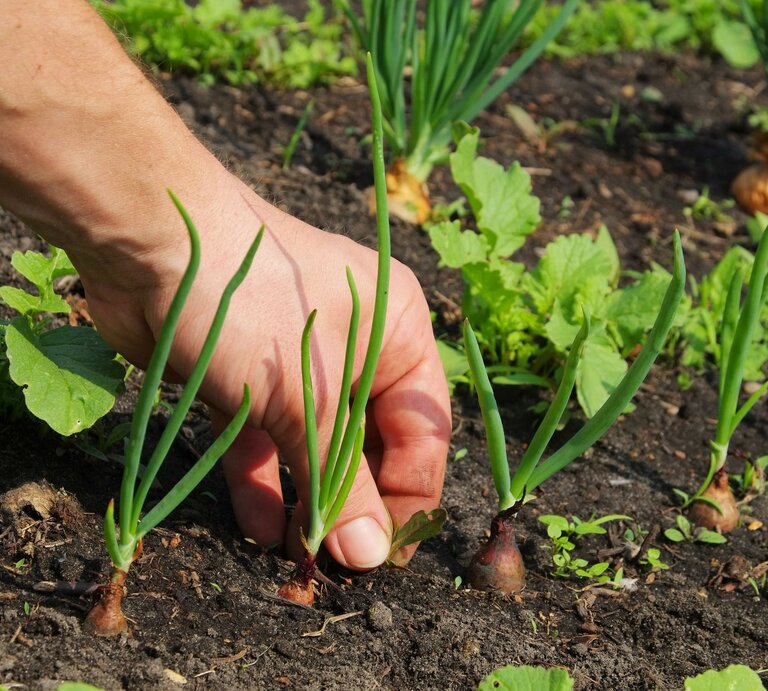 Hand, die Unkraut aus einem Gartenbeet zieht. In dem Beet wachsen verschiedene Pflanzen, darunter Zwiebeln.  | © Adobe Stock / LianeM