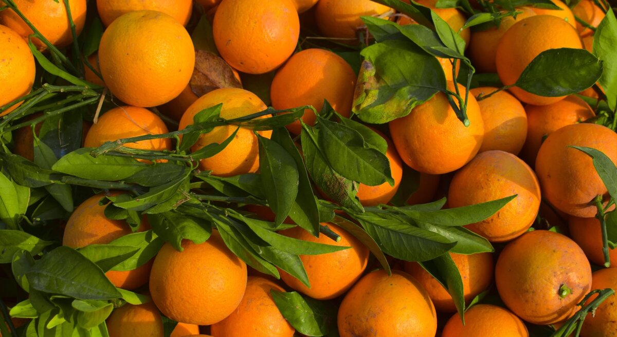 Frische, leuchtend orangefarbene Orangen mit grünen Blättern liegen dicht aneinander in natürlichem Sonnenlicht.