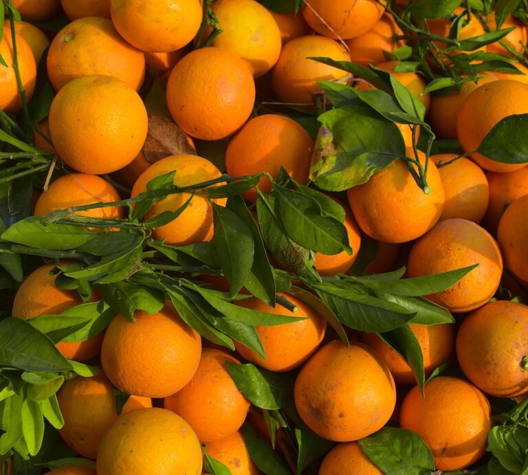 Frische, leuchtend orangefarbene Orangen mit grünen Blättern liegen dicht aneinander in natürlichem Sonnenlicht. | © Shutterstock/Asif Naseem Photographer
