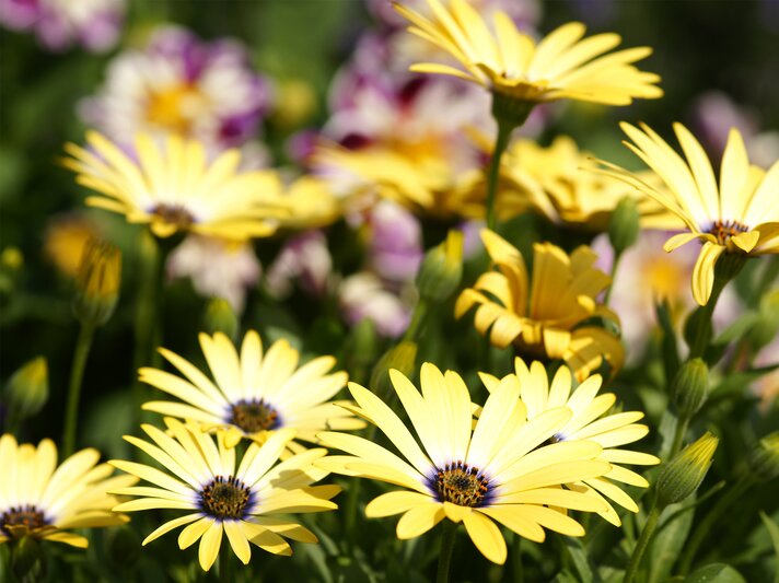 Mittagsblume im Beet | © Getty Images