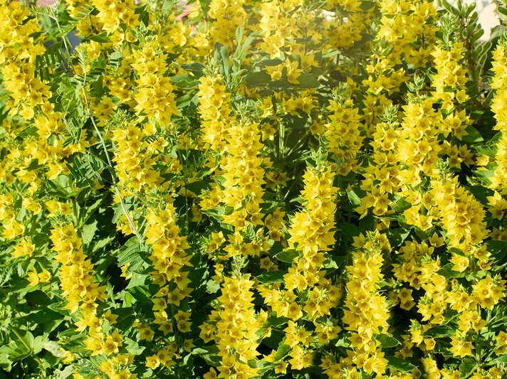 Goldfelberich mit gelber Blüte | © Getty Images