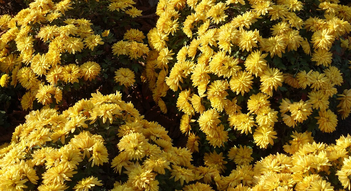 Gelbe Chrysantheme im Staudenbeet
