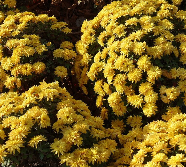 Gelbe Chrysantheme im Staudenbeet | © Getty Images