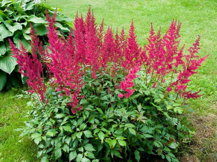 Riesenprachtspiere mit ihren roten Blüten | © Getty Images