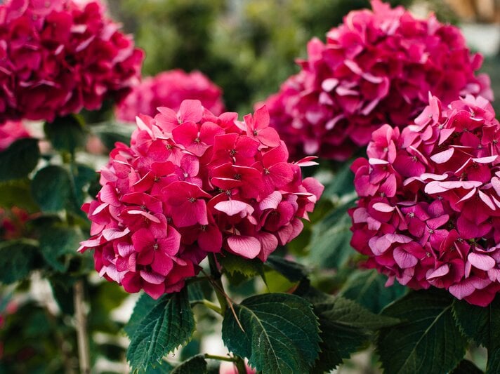 Bauernhortensie mit roten Blüten im Garten | © Getty Images