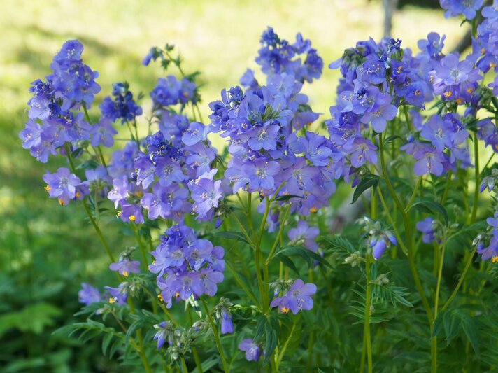 Leuchtend blaue Himmelsleiter-Blüten mit gelben Staubgefäßen blühen üppig zwischen filigranen grünen Blättern im Sonnenlicht. | © Adobe Stock