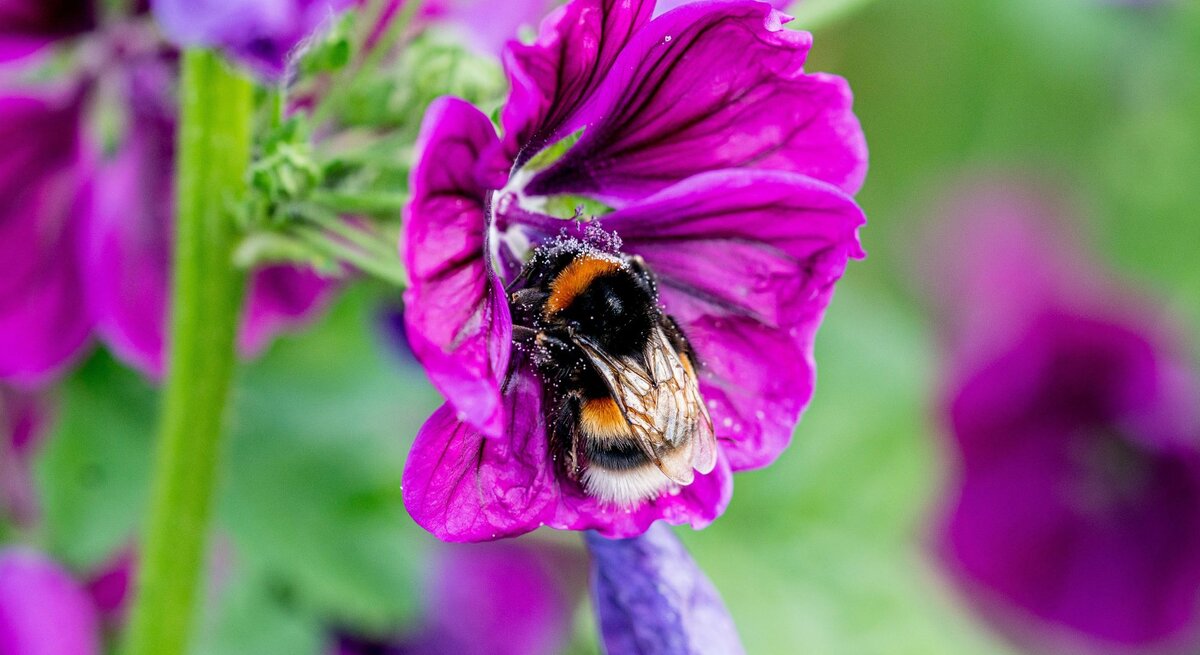 Eine pelzige Hummel mit schwarz-orange-weißem Muster sammelt Pollen auf einer leuchtend violetten Blüte mit zarten Blütenblättern.