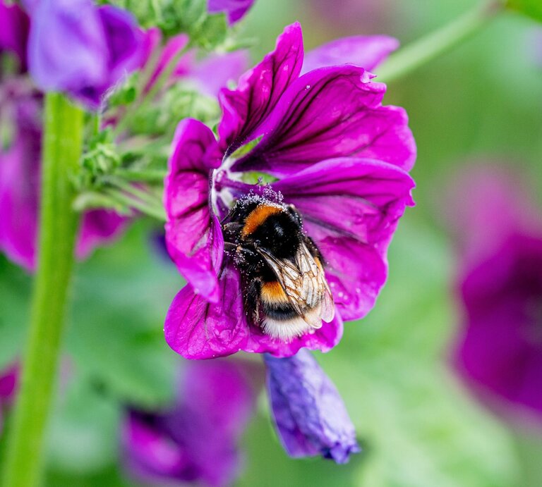 Eine pelzige Hummel mit schwarz-orange-weißem Muster sammelt Pollen auf einer leuchtend violetten Blüte mit zarten Blütenblättern. | © Adobe Stock