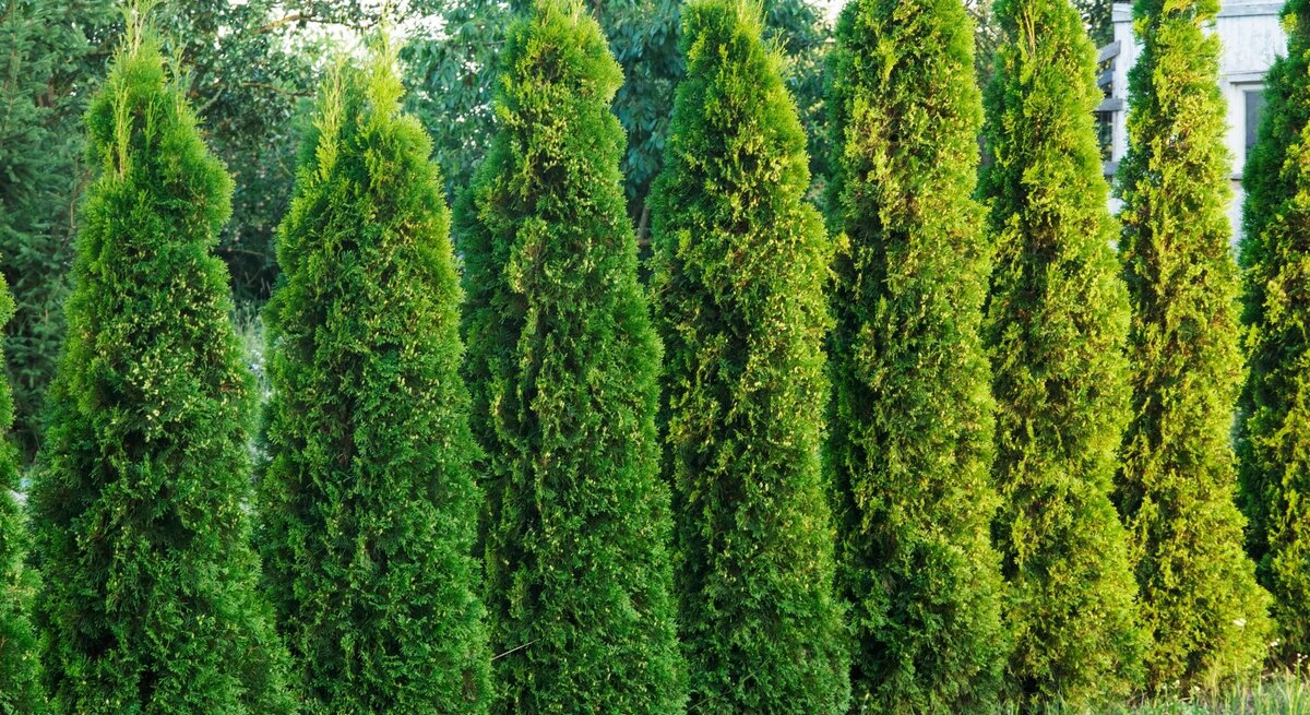 Frischgrüne, kegelförmige Thuja-Hecken wachsen dicht nebeneinander, mit Bäumen und einem kleinen Haus im Hintergrund.