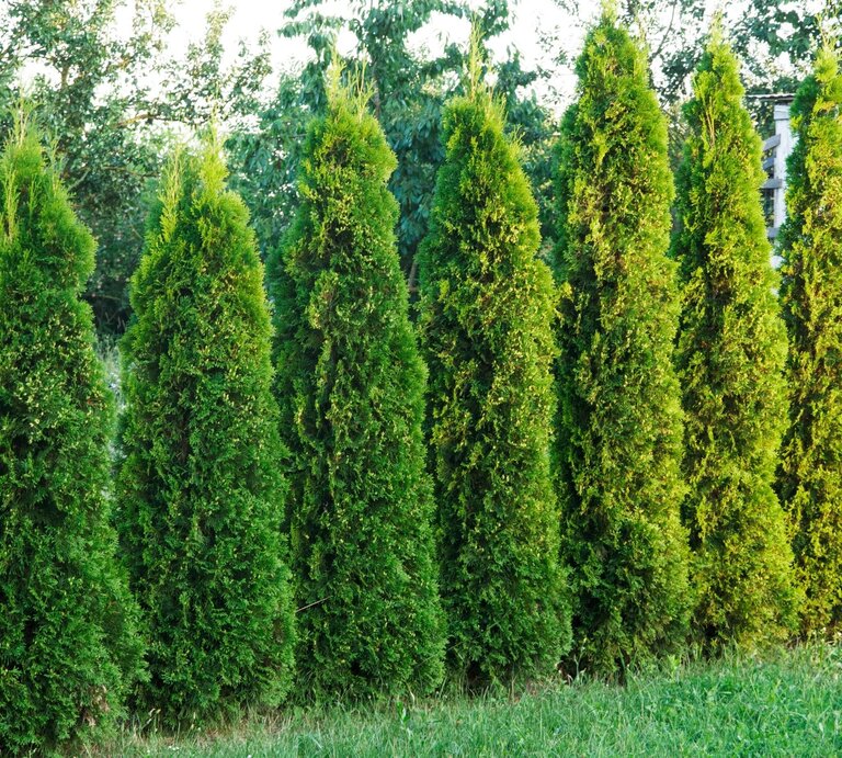 Frischgrüne, kegelförmige Thuja-Hecken wachsen dicht nebeneinander, mit Bäumen und einem kleinen Haus im Hintergrund. | © Shutterstock/Gregorij