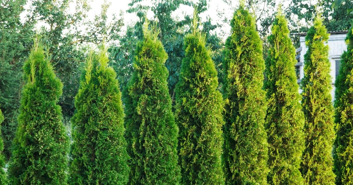 rasen alle 4 wochen düngen TerraDomi Herbstdünger Kali Dünger Kalium Dünger I Wurzelstärkung und  Pflanzenkräftigung – TerraDomi Onlineshop