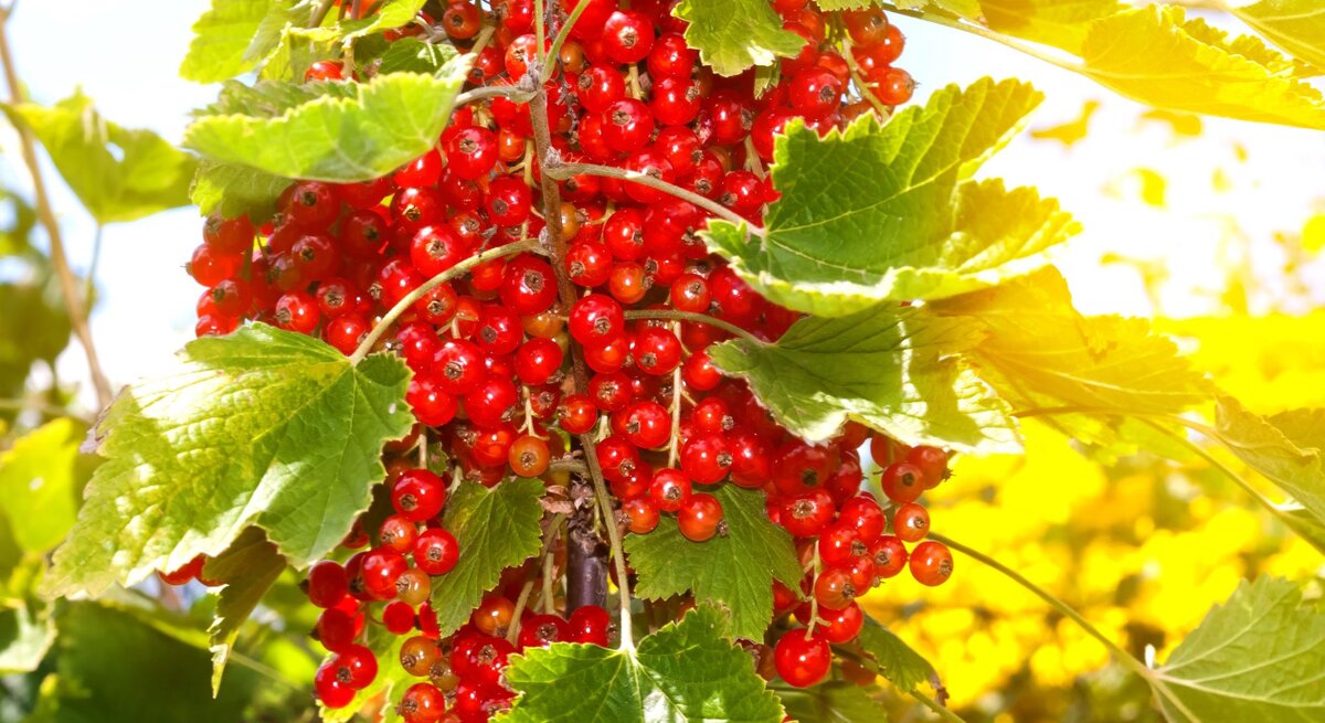 Ein dichter Strauch leuchtend roter Johannisbeeren mit grünen Blättern in der Sommersonne vor unscharfem, gelbem Hintergrund.