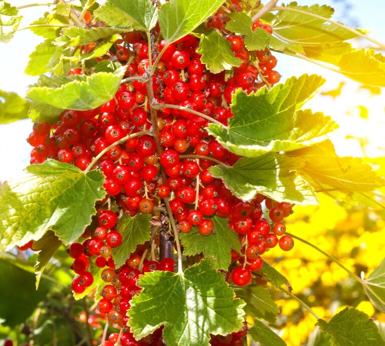 Ein dichter Strauch leuchtend roter Johannisbeeren mit grünen Blättern in der Sommersonne vor unscharfem, gelbem Hintergrund. | © AdobeStock/Tom Bayer