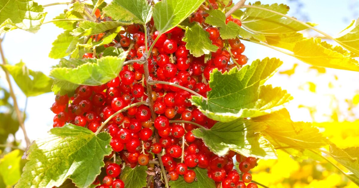 Johannisbeeren dngen mit Hausmitteln: Gnstig und genial