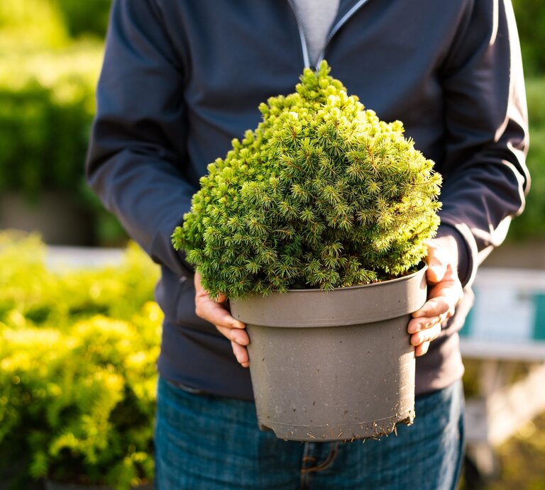 Eine Person in dunkelblauer Jacke hält eine kleine, dichte Kiefer in einem grauen Pflanztopf vor sich in einem sonnigen Gartencenter. | © Shutterstock/Olga Miltsova