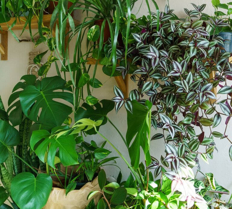 Üppige grüne Zimmerpflanzen, darunter Monstera, Efeutute und Dreimasterblume, wachsen dekorativ an einer weißen Wand mit Holzregalen. | © Shutterstock/Pereslavtseva Katerina