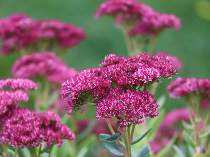 Zu sehen sind Fetthennenblumen | © Adobe Stock