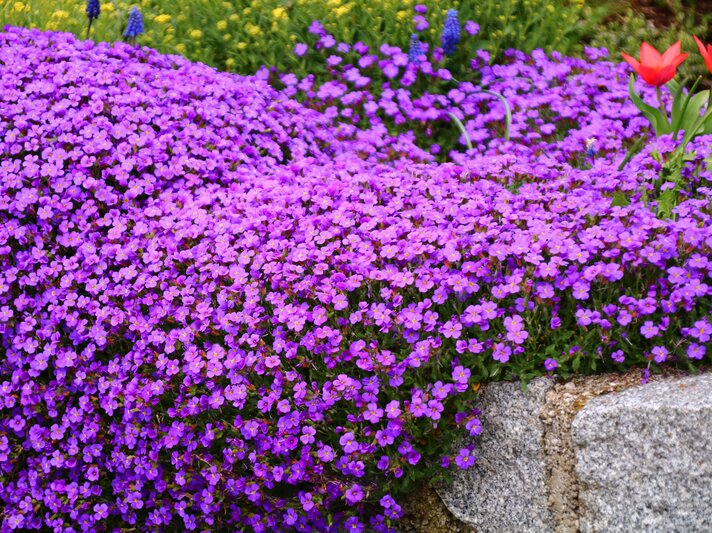 Zu sehen sind Blaukissenblumen | © Adobe Stock