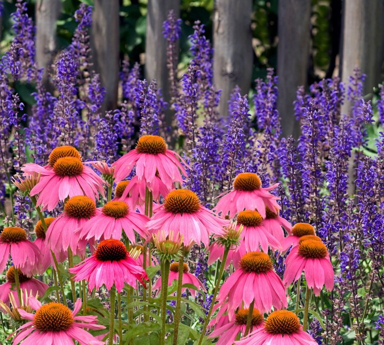 Leuchtend pinke Sonnenhüte mit orangebraunen Blütenköpfen stehen vor lilafarbenem Salbei und einem hölzernen Zaun in der Sommersonne. | © Adobe Stock/ Ruckszio