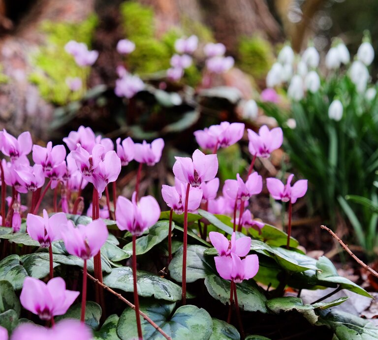 Zu sehen ist das Titelbild mit Frühblühern | © Adobe Stock