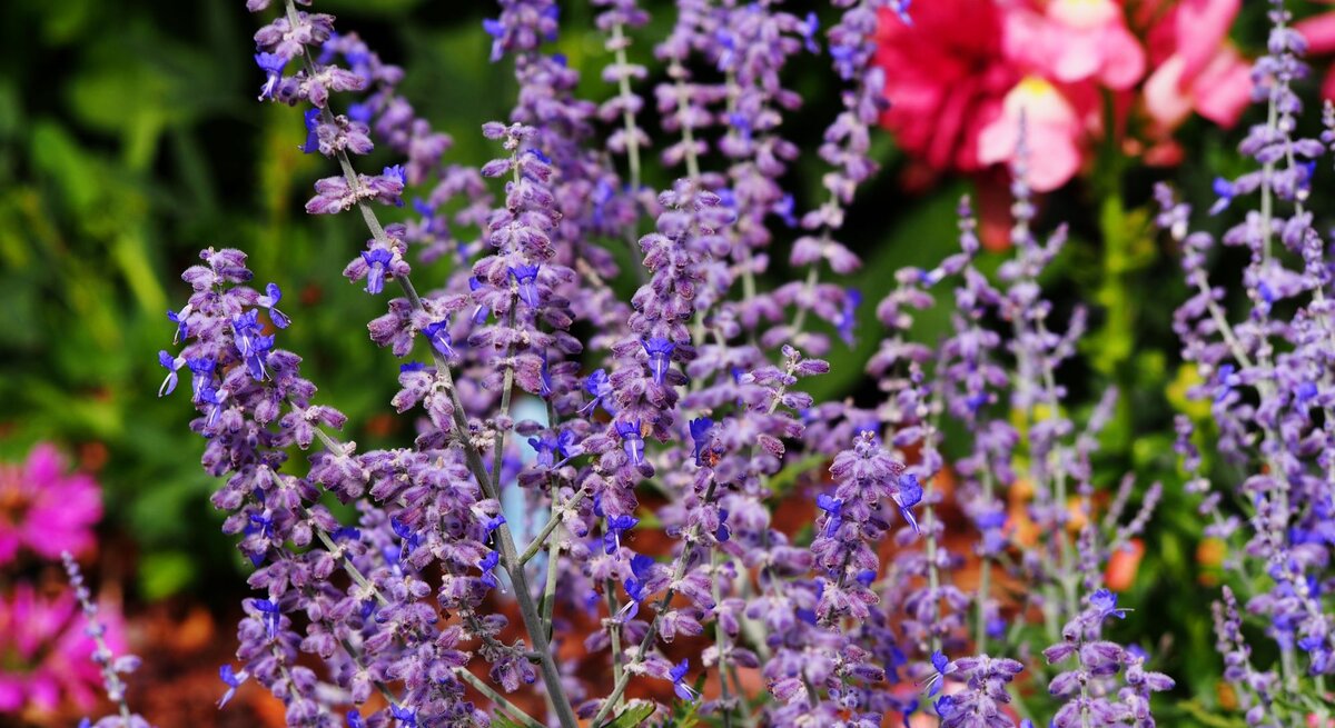 Nahaufnahme von blühendem Blaurautenstrauch mit zarten violetten Blüten, im Hintergrund rosa Sommerblumen.