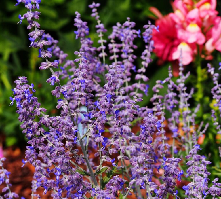 Nahaufnahme von blühendem Blaurautenstrauch mit zarten violetten Blüten, im Hintergrund rosa Sommerblumen. | © Shutterstock/Anna Gratys