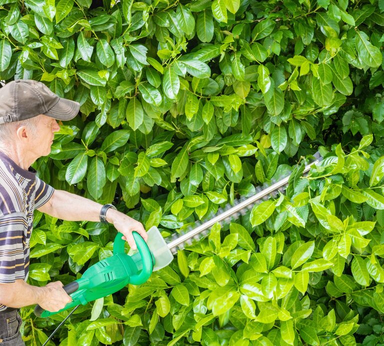 Ein älterer Mann mit brauner Kappe und gestreiftem Shirt schneidet mit einer grünen Heckenschere eine dichte, grüne Kirschlorbeer-Hecke.  | © AdobeStock/photophlox
