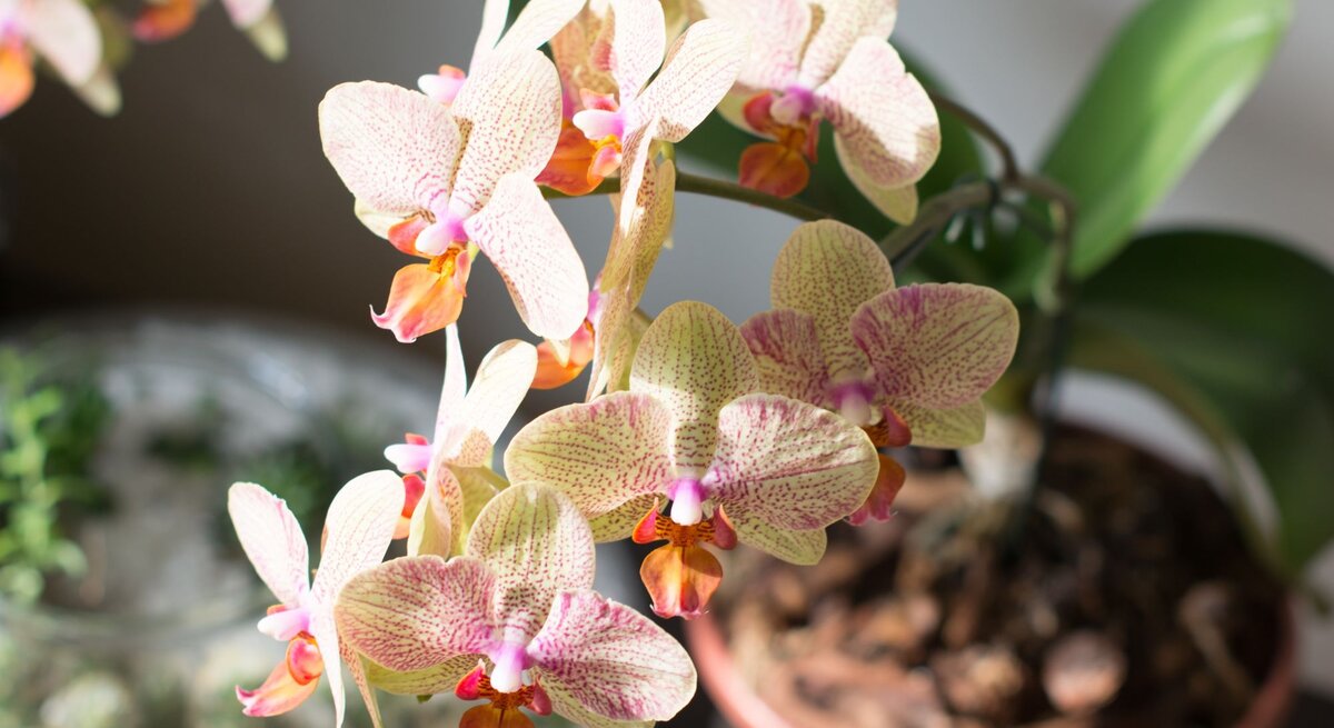 Eine Phalaenopsis-Orchidee mit cremefarbenen Blüten und violett-orangener Musterung blüht im Sonnenlicht neben einem grünen Blumentopf.