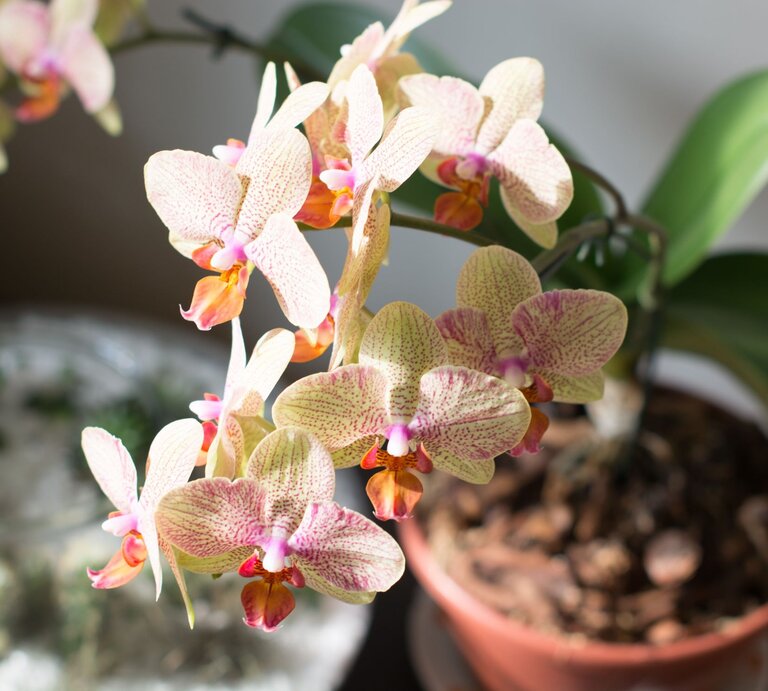 Eine Phalaenopsis-Orchidee mit cremefarbenen Blüten und violett-orangener Musterung blüht im Sonnenlicht neben einem grünen Blumentopf. | © Shutterstock/Adriana Soares Silva