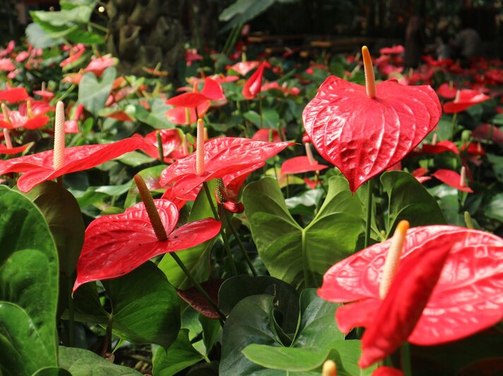 Leuchtend rote Anthurien mit glänzenden, herzförmigen Blüten und gelben Kolben ragen aus dichtem, dunkelgrünem Laub hervor. | © Shutterstock/Patrick K. Riga
