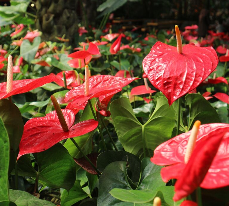 Leuchtend rote Anthurien mit glänzenden, herzförmigen Blüten und gelben Kolben ragen aus dichtem, dunkelgrünem Laub hervor. | © Shutterstock/Patrick K. Riga