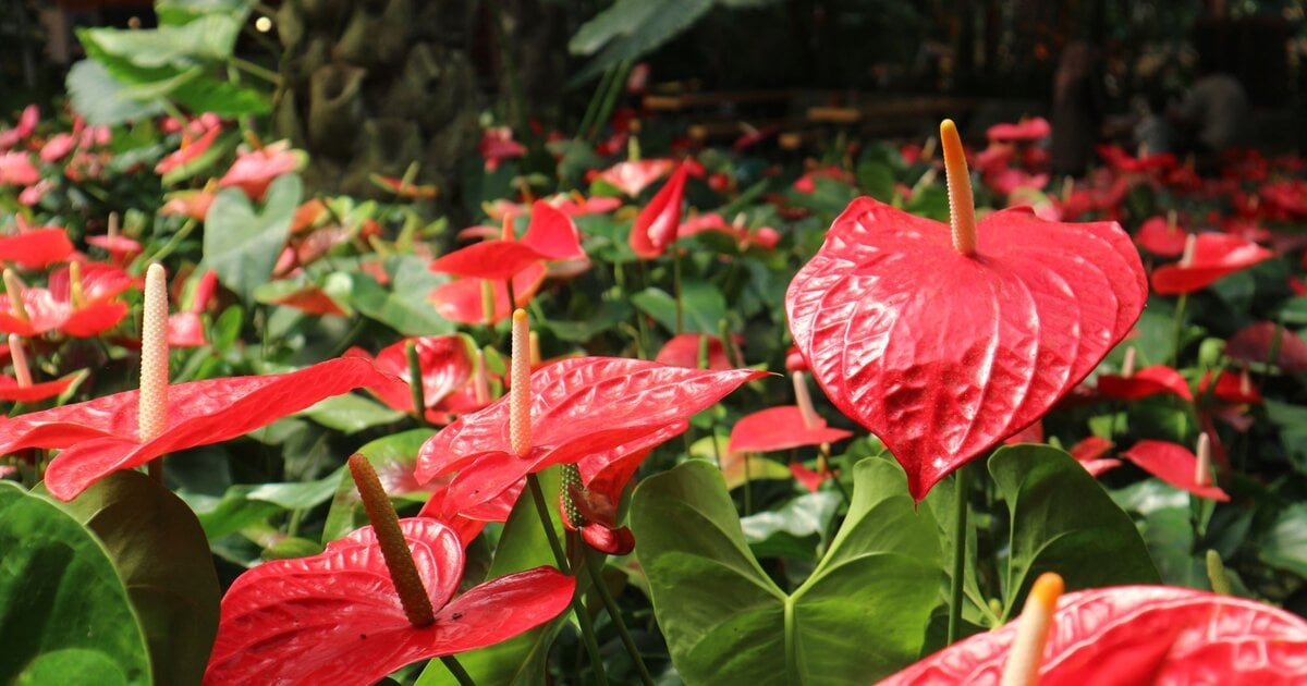 scheidenblatt zimmerpflanze Spathiphyllum - Einblatt Scheidenblatt Grünpflanze Zimmerpflanze bessere  Raumlu main image 0